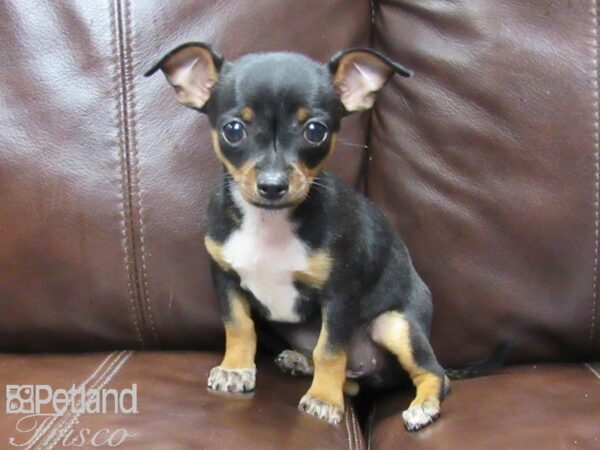 Chihuahua-DOG-Female-Blue Fawn-26030-Petland Frisco & Mckinney, Texas