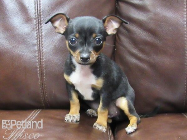 Chihuahua DOG Female Blue Fawn 26030 Petland Frisco, Texas