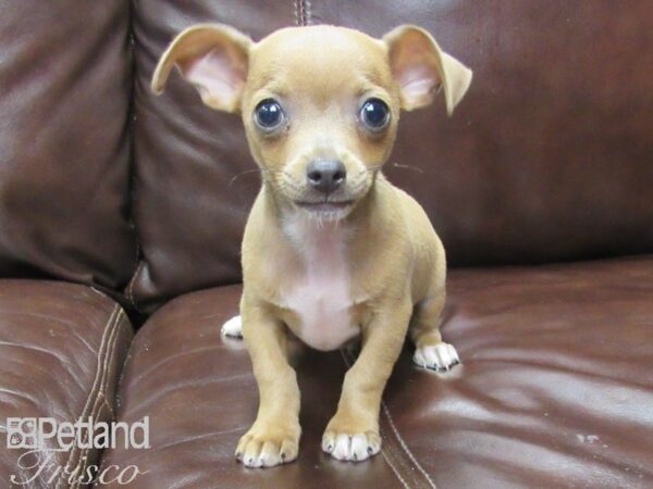 Chihuahua DOG Male Blue Fawn 26029 Petland Frisco, Texas