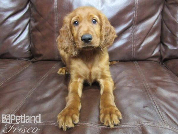 Irish Setter DOG Male Red 26025 Petland Frisco, Texas