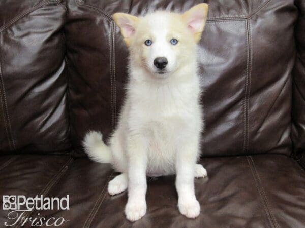Pomsky-DOG-Female-Cream and White-26021-Petland Frisco, Texas