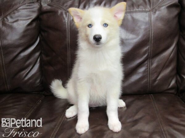 Pomsky DOG Female Cream and White 26021 Petland Frisco, Texas