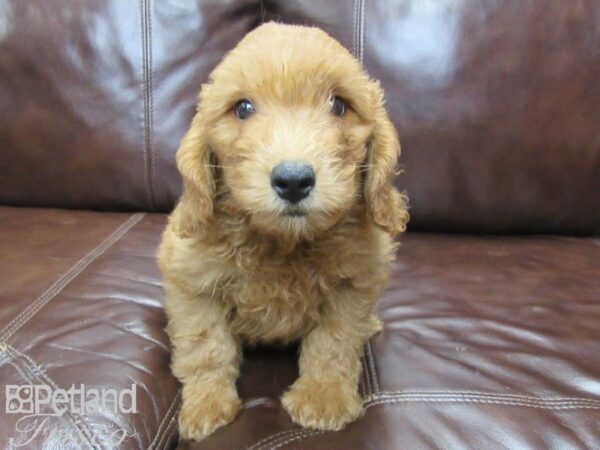 Goldendoodle-DOG-Male-Golden-26019-Petland Frisco & Mckinney, Texas