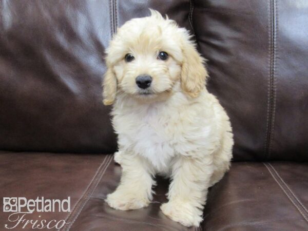 F1B Mini Goldendoodle DOG Female Golden 26018 Petland Frisco, Texas