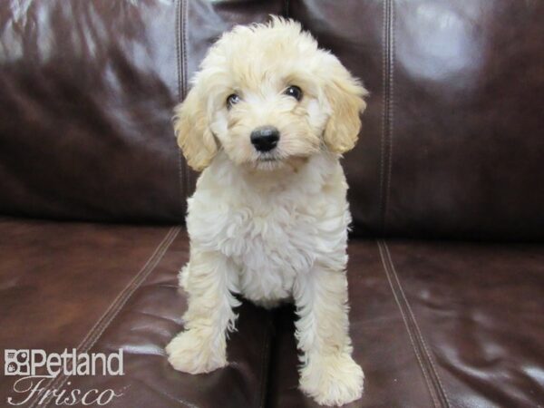 F1B Mini Goldendoodle DOG Female Golden 26017 Petland Frisco, Texas