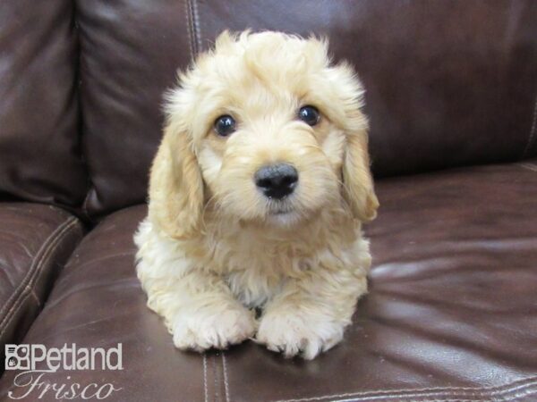 F1B Mini Goldendoodle DOG Female Golden 26016 Petland Frisco, Texas