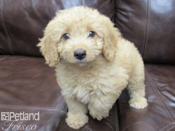 F1B Mini Goldendoodle DOG Female Golden 26015 Petland Frisco, Texas