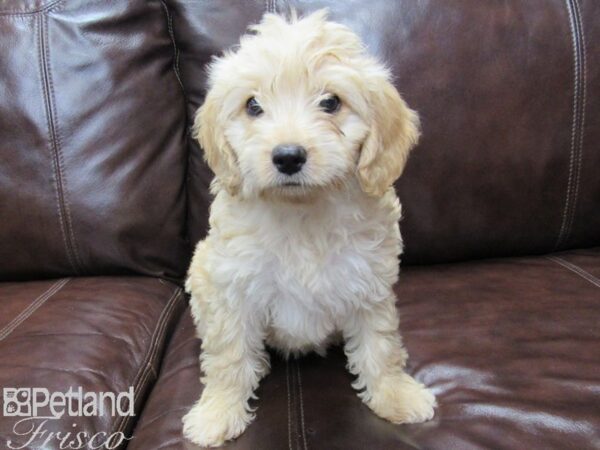 F1B Mini Goldendoodle DOG Female Golden 26014 Petland Frisco, Texas