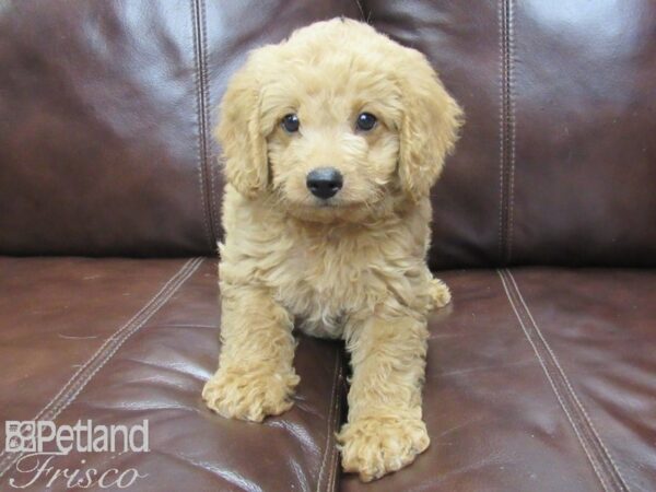 F1B Mini Goldendoodle DOG Male Golden 26013 Petland Frisco, Texas