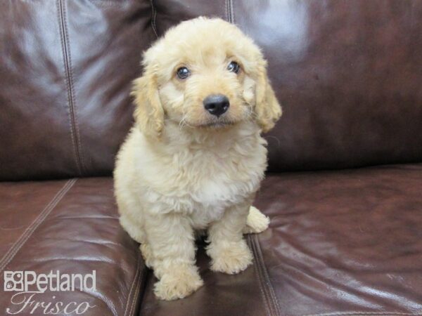 F1B Mini Goldendoodle DOG Male Golden 26012 Petland Frisco, Texas