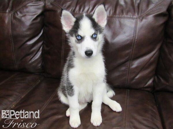Siberian Husky-DOG-Female-Black and White-26009-Petland Frisco & Mckinney, Texas