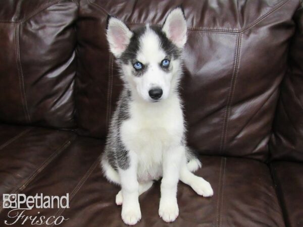 Siberian Husky-DOG-Female-Black and White-26009-Petland Frisco, Texas