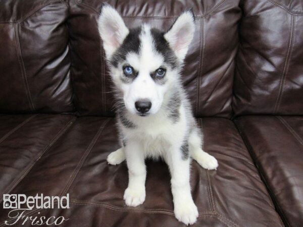 Siberian Husky DOG Female Black and White 26007 Petland Frisco, Texas