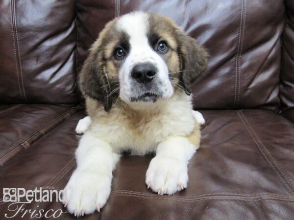 Saint Bernard DOG Male Red and White 26083 Petland Frisco, Texas