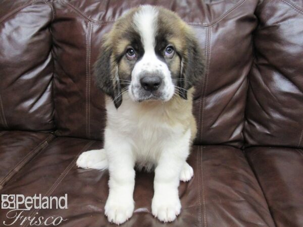 Saint Bernard DOG Male Red and White 26082 Petland Frisco, Texas