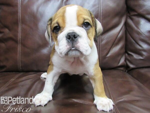 English Bulldog DOG Male Red and White 26081 Petland Frisco, Texas