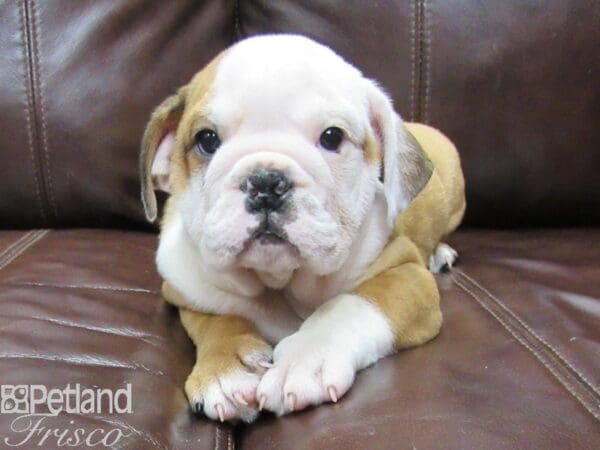 English Bulldog-DOG-Male-Red and White-26080-Petland Frisco, Texas