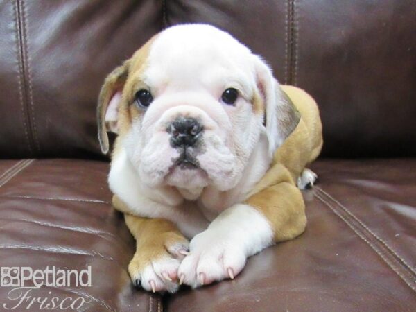 English Bulldog-DOG-Male-Red and White-26080-Petland Frisco & Mckinney, Texas