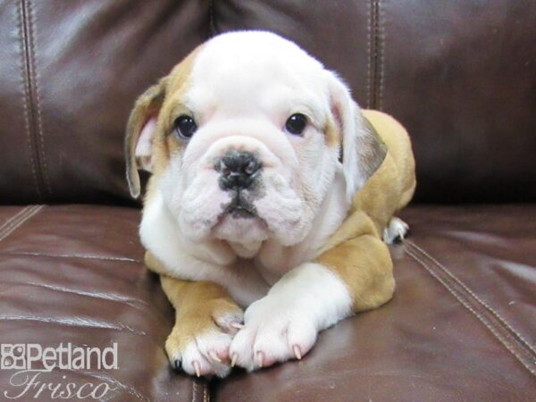 English Bulldog DOG Male Red and White 26080 Petland Frisco, Texas