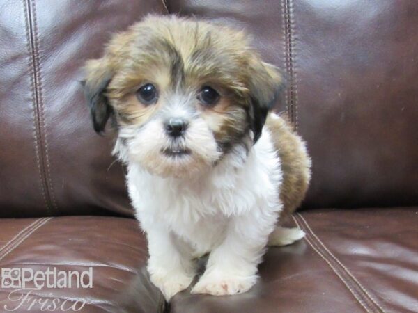 Lhasa Apso DOG Male Sable and White 26076 Petland Frisco, Texas