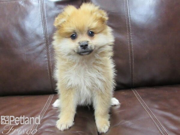 Pomeranian DOG Male Sable 26075 Petland Frisco, Texas