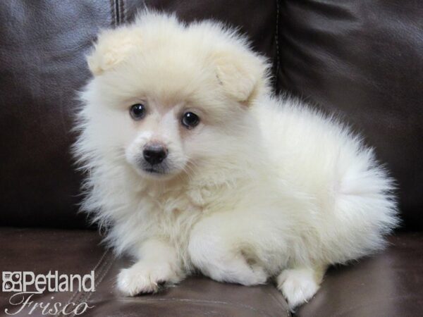 Pomeranian-DOG-Male-Cream-26074-Petland Frisco & Mckinney, Texas