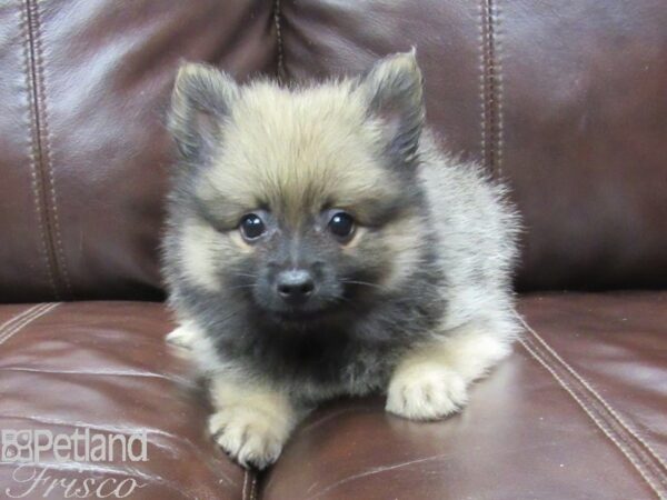 Pomeranian DOG Male Sable 26070 Petland Frisco, Texas