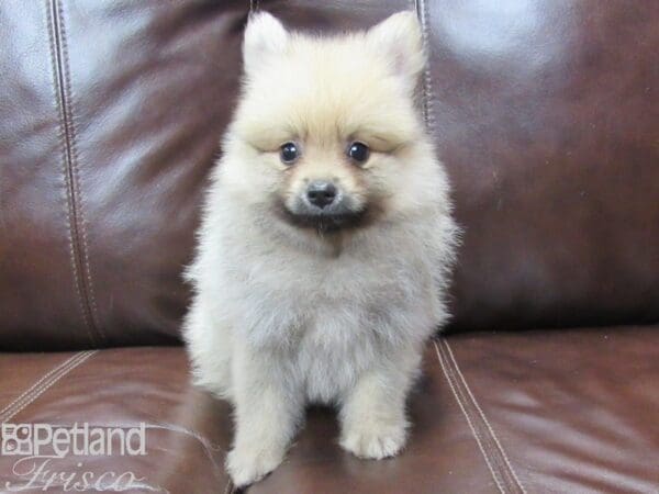 Pomeranian-DOG-Male-Sable-26069-Petland Frisco, Texas