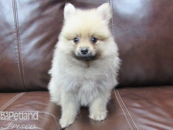 Pomeranian DOG Male Sable 26069 Petland Frisco, Texas