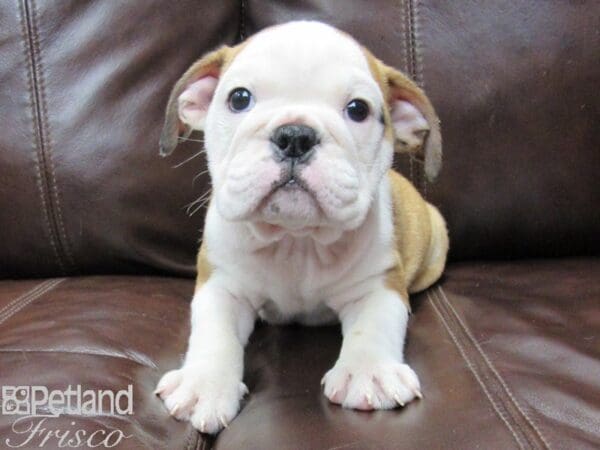 English Bulldog-DOG-Male-Red and White-26068-Petland Frisco, Texas