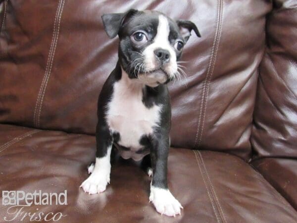 Boston Terrier-DOG-Female-BLK WHITE-26101-Petland Frisco, Texas