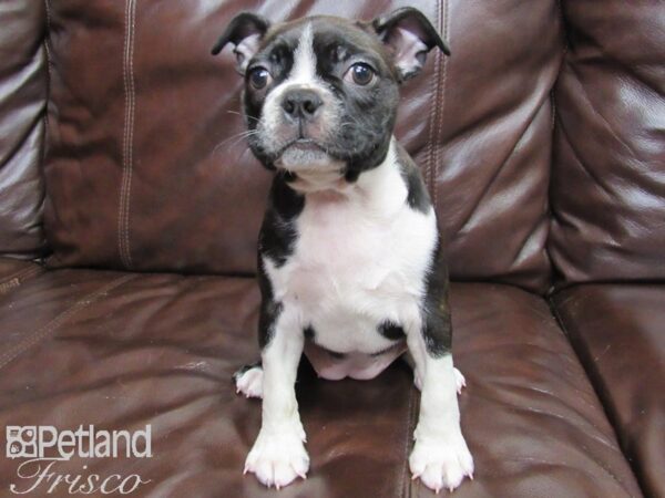 Boston Terrier DOG Female BLK WHITE 26100 Petland Frisco, Texas