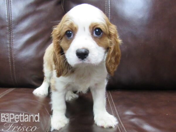 Cavalier King Charles Spaniel DOG Male Blienhiem 26099 Petland Frisco, Texas