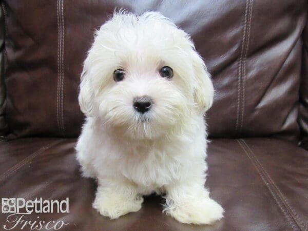 Maltese-DOG-Male-WHITE-26098-Petland Frisco, Texas