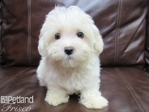 Maltese-DOG-Male-WHITE-26098-Petland Frisco & Mckinney, Texas