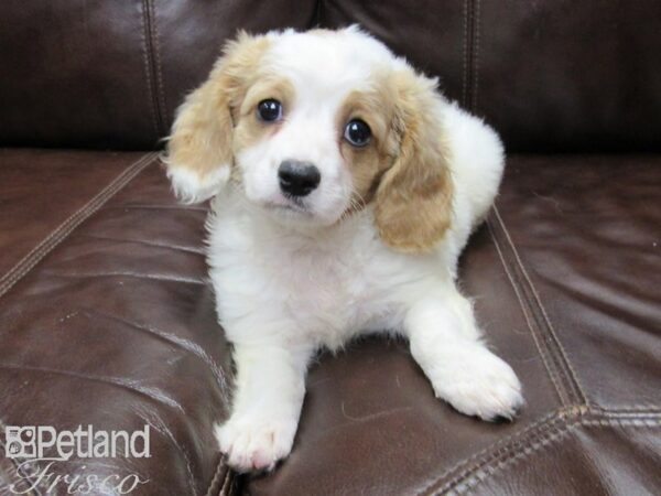 Cava Chon DOG Female BLENHEIM 26096 Petland Frisco, Texas