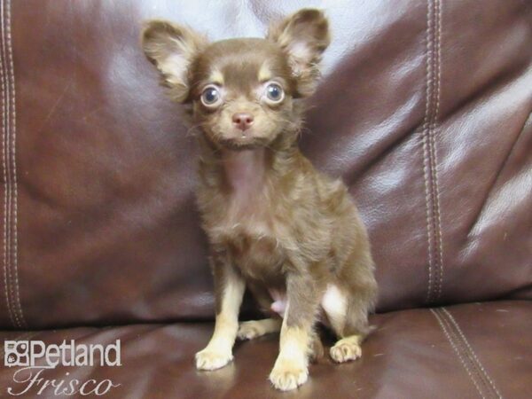 Chihuahua DOG Male CHOC TAN 25944 Petland Frisco, Texas