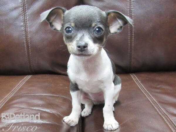 Chihuahua-DOG-Female-Blue Tri-26060-Petland Frisco, Texas