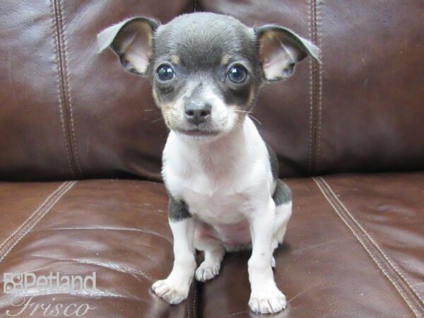 Chihuahua-DOG-Female-Blue Tri-26060-Petland Frisco & Mckinney, Texas