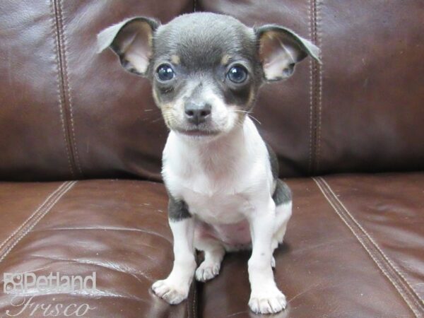 Chihuahua DOG Female Blue Tri 26060 Petland Frisco, Texas