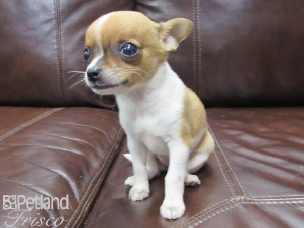 Chihuahua DOG Female Fawn 26061 Petland Frisco, Texas