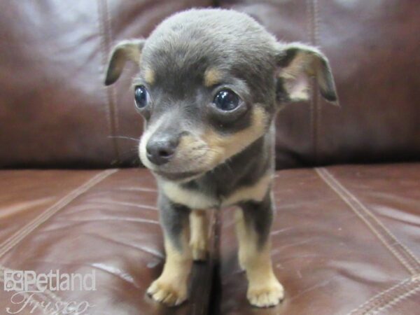 Chihuahua DOG Male Blue 26062 Petland Frisco, Texas