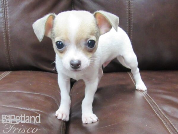 Chihuahua-DOG-Male-Brown and white-26063-Petland Frisco & Mckinney, Texas