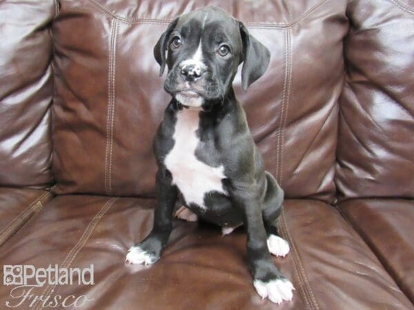 Boxer DOG Female Black & White 26065 Petland Frisco, Texas