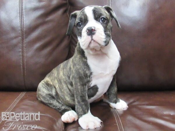 Victorian Bulldog-DOG-Female-Brindle-26067-Petland Frisco & Mckinney, Texas