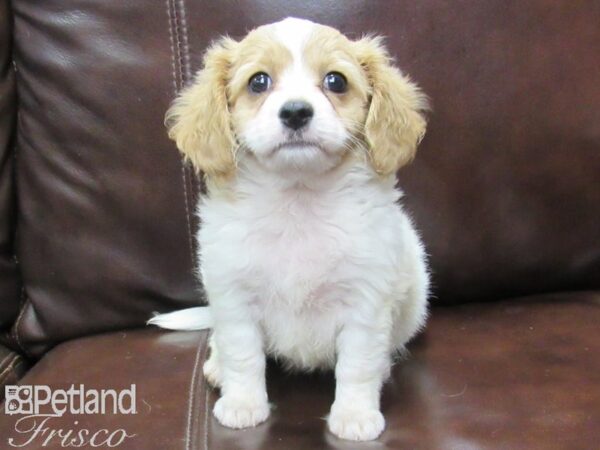 Cava Chon DOG Female BLENHEIM 26095 Petland Frisco, Texas