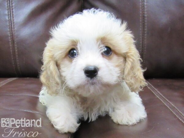 Cava Chon-DOG-Male-BLENHEIM-26094-Petland Frisco & Mckinney, Texas
