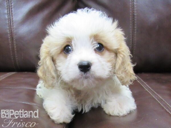 Cava Chon-DOG-Male-BLENHEIM-26094-Petland Frisco, Texas