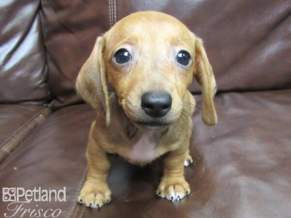 Dachshund DOG Female RED 26093 Petland Frisco, Texas