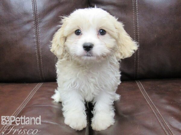 Cava Chon-DOG-Male-BLENHEIM-26092-Petland Frisco & Mckinney, Texas